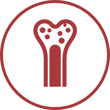 Bone Marrow