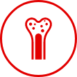 Bone Marrow Icon