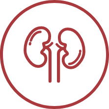 Kidney